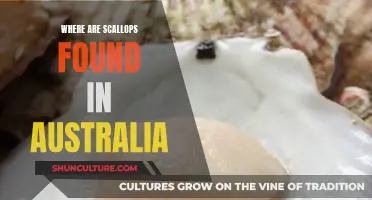 Scallops in Australia: Where to Find Them
