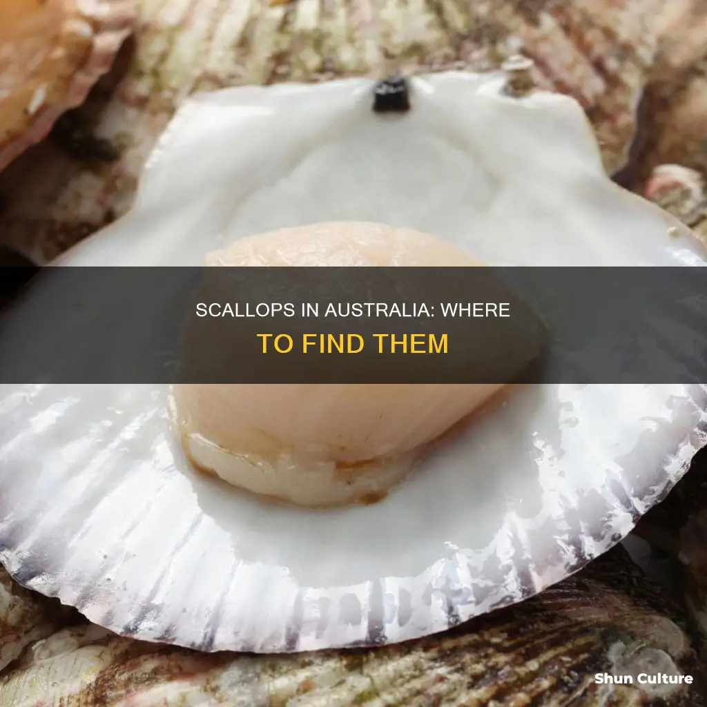 where are scallops found in australia