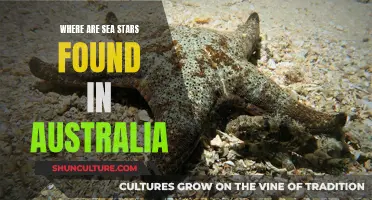Sea Stars: Exploring Australia's Coastal Waters
