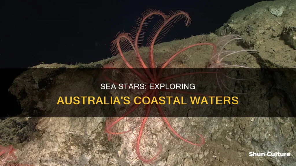 where are sea stars found in australia