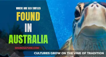 Sea Turtles in Australia: Their Habitats and Locations