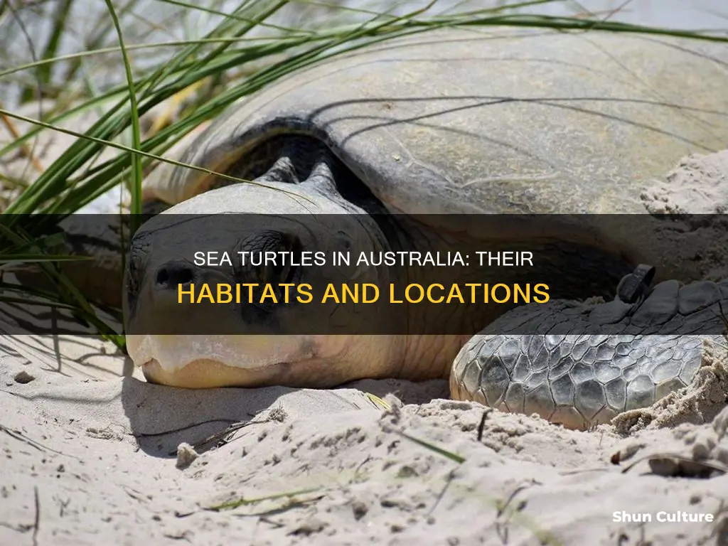 where are sea turtles found in australia