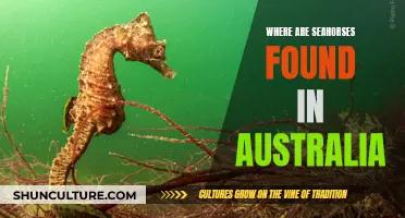 Seahorse Habitats: Exploring Australia's Aquatic Life