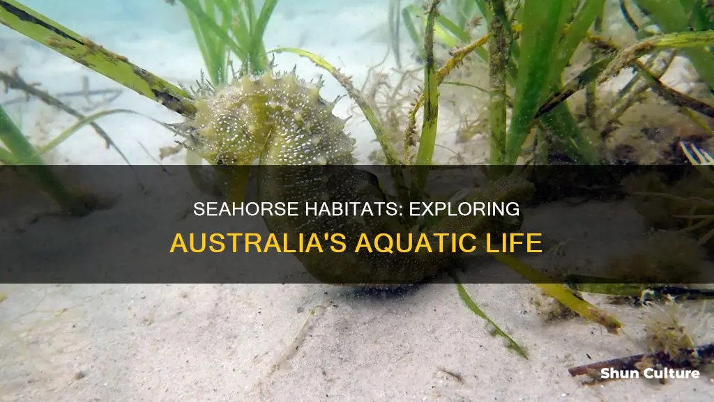 where are seahorses found in australia