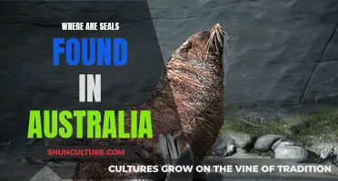 Seals in Australia: Habitats and Hotspots