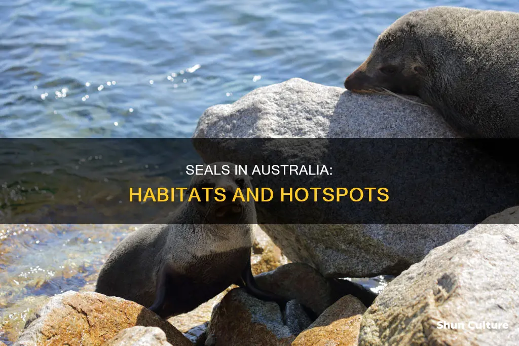 where are seals found in australia