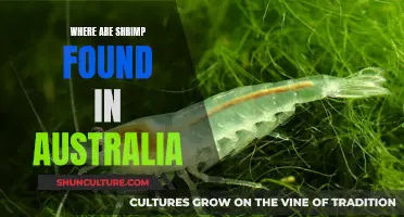 Shrimp Habitats in Australia: Exploring Their Aquatic Homes