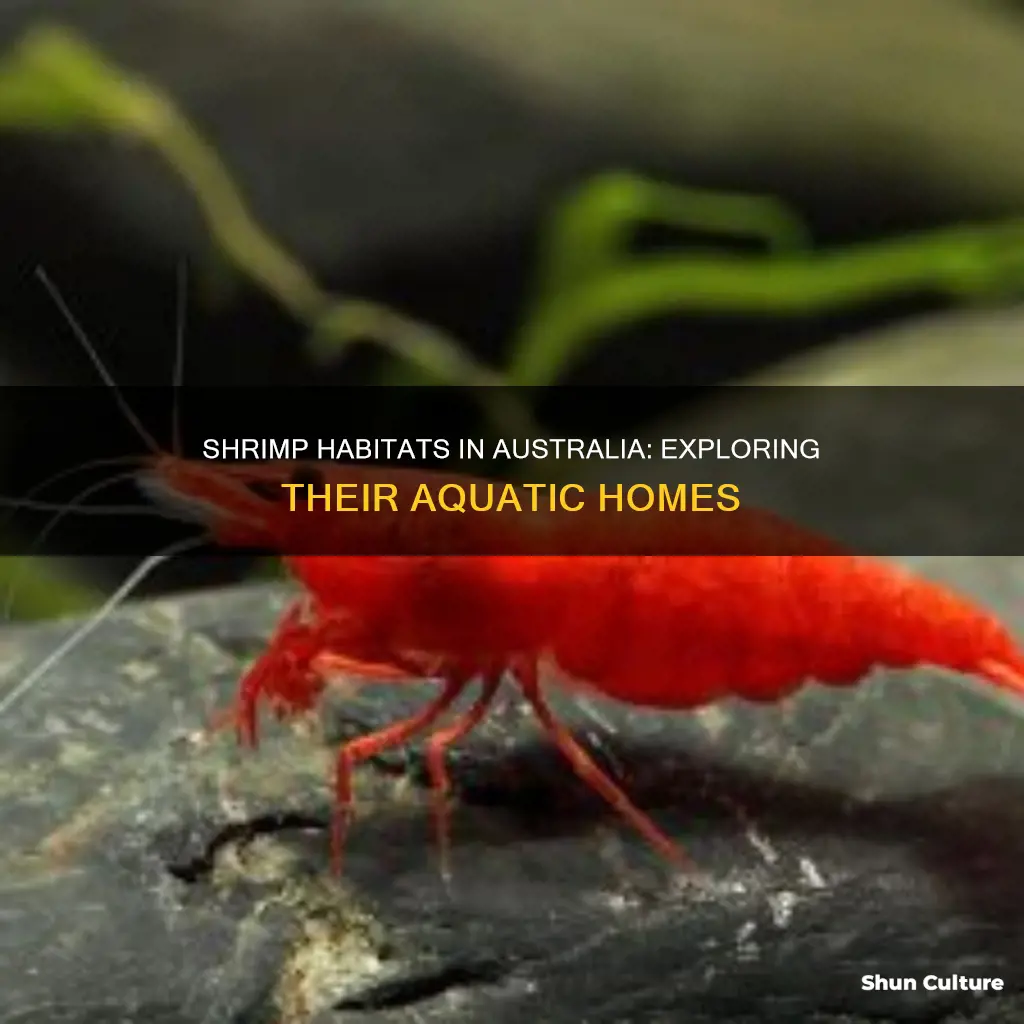 where are shrimp found in australia