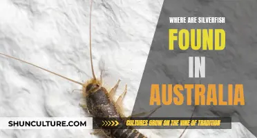 Silverfish in Australia: Common Hiding Places in the Home