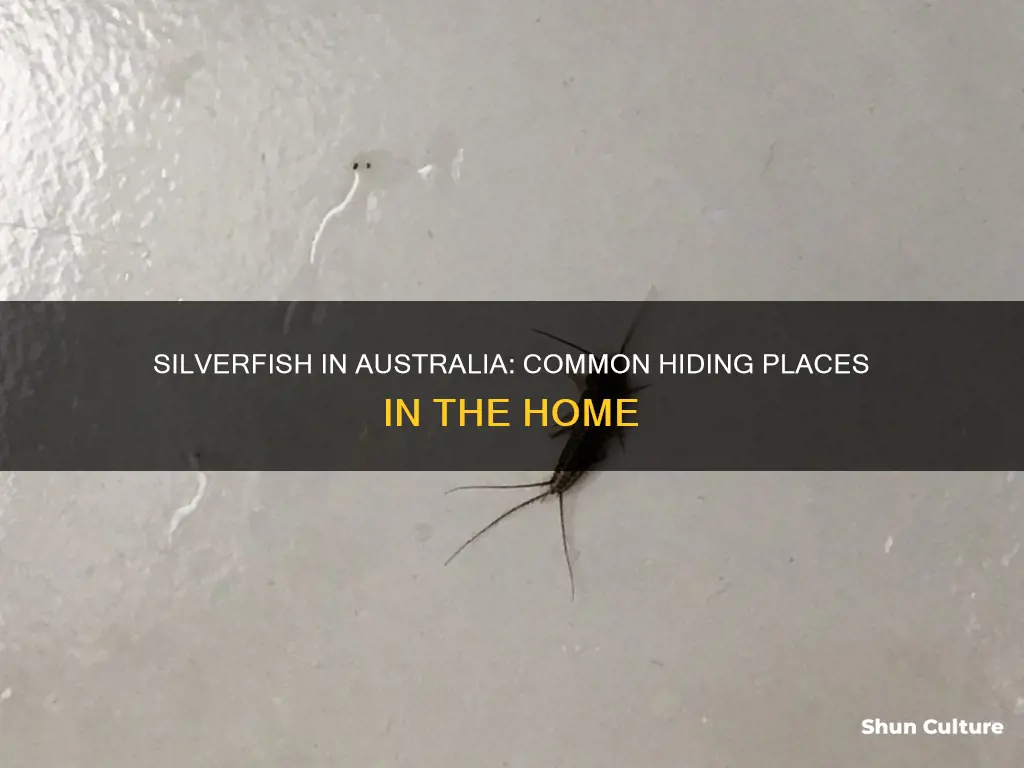 where are silverfish found in australia