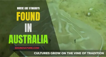 Stingrays in Australia: Where Are They Found?