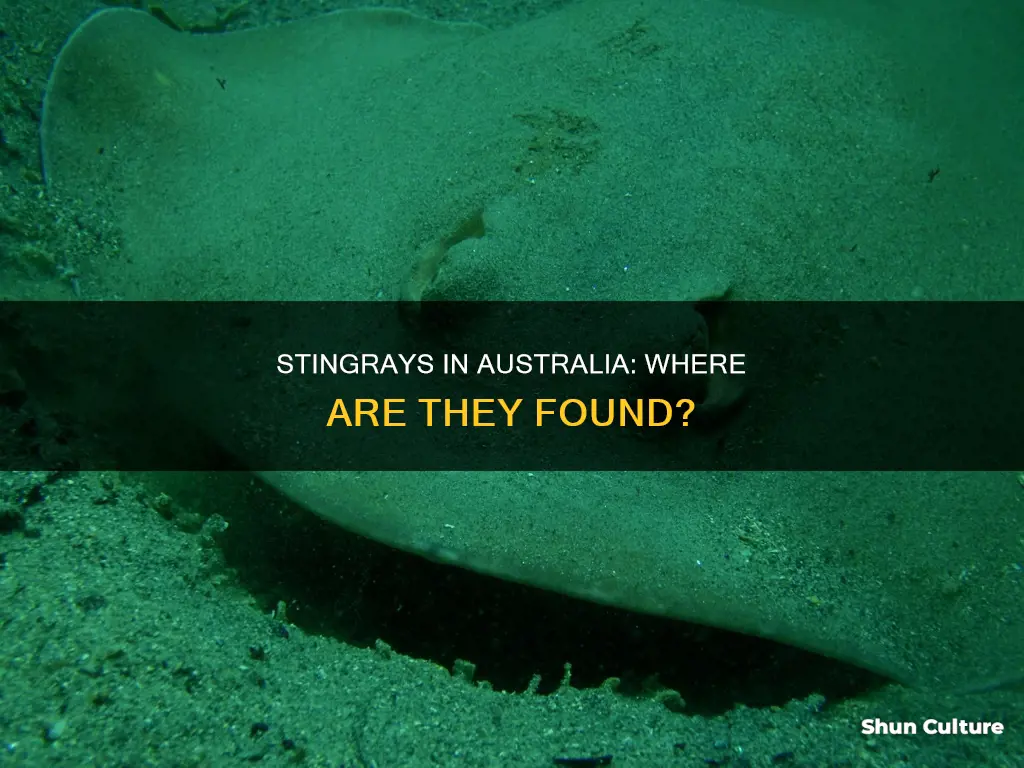 where are stingrays found in australia