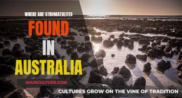 Stromatolites: Ancient Australian Life Forms