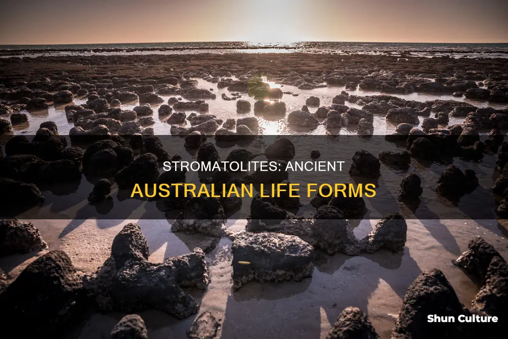 where are stromatolites found in australia
