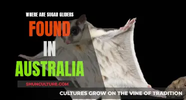 Sugar Gliders: Australia's Native Wildlife, Natural Habitat