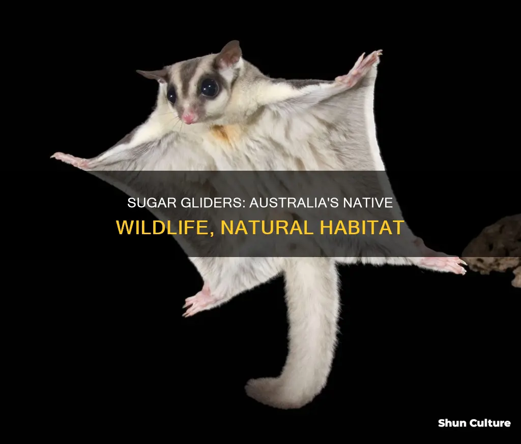 where are sugar gliders found in australia
