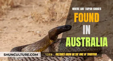 Taipan Snakes: Australia's Venomous Creatures and Their Habitat