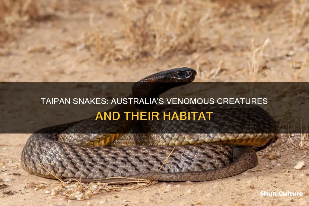 where are taipan snakes found in australia