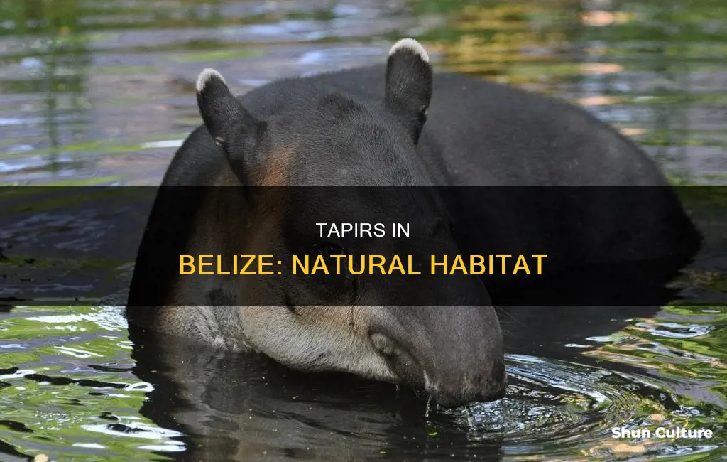 where are tapirs found in belize