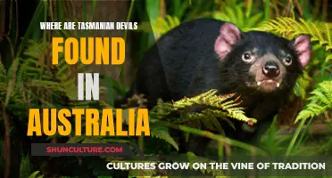 Tasmanian Devils: Their Australian Habitat Explored