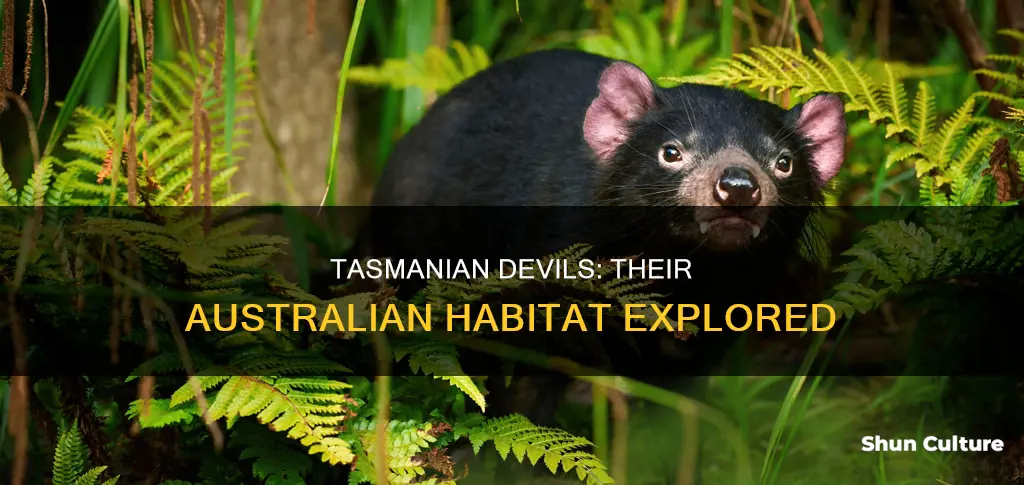 where are tasmanian devils found in australia