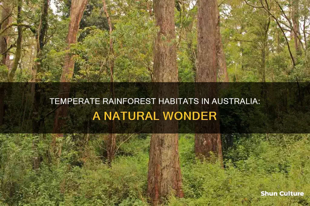 where are temperate rainforests found in australia