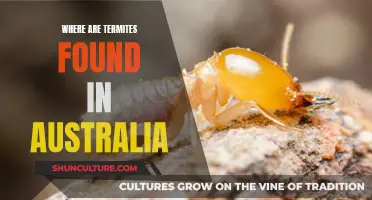 Termites in Australia: Where Are They Found?
