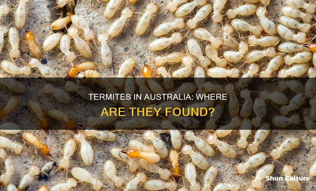 where are termites found in australia