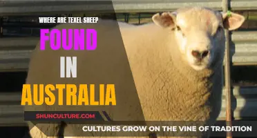 Texel Sheep: An Australian Farm Favorite