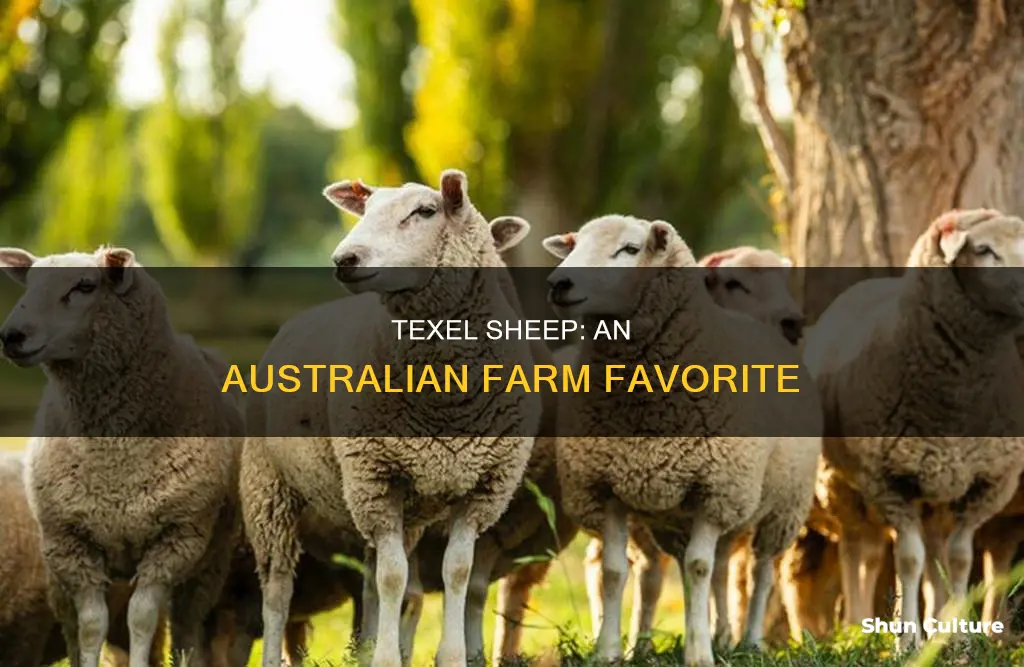 where are texel sheep found in australia