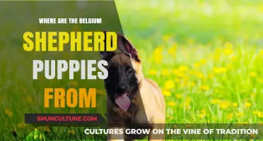 Origins of Belgian Shepherd Puppies: A Comprehensive Guide