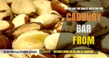 Uncovering the Origin of Cadbury's Brazil Nuts: A Global Journey