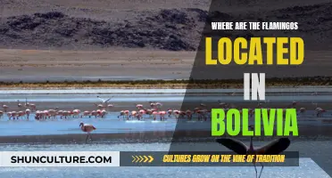 Exploring Bolivia: Where Flamingos Make Their Home