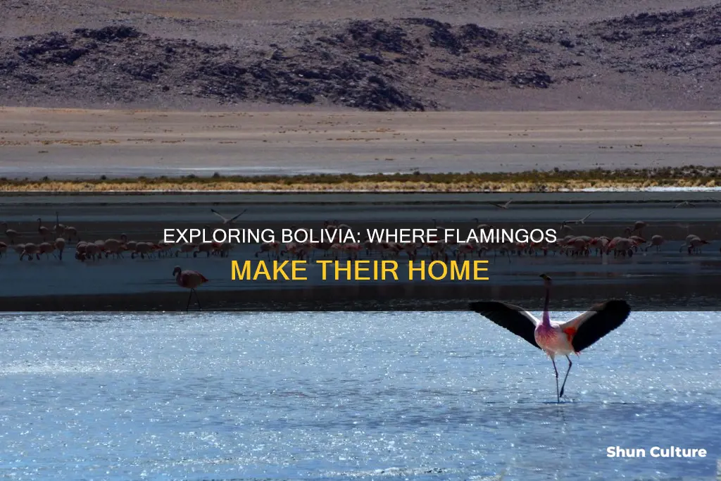 where are the flamingos located in bolivia