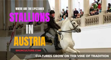 Exploring Austria's Lipizzaner Stallions: Their Home and History