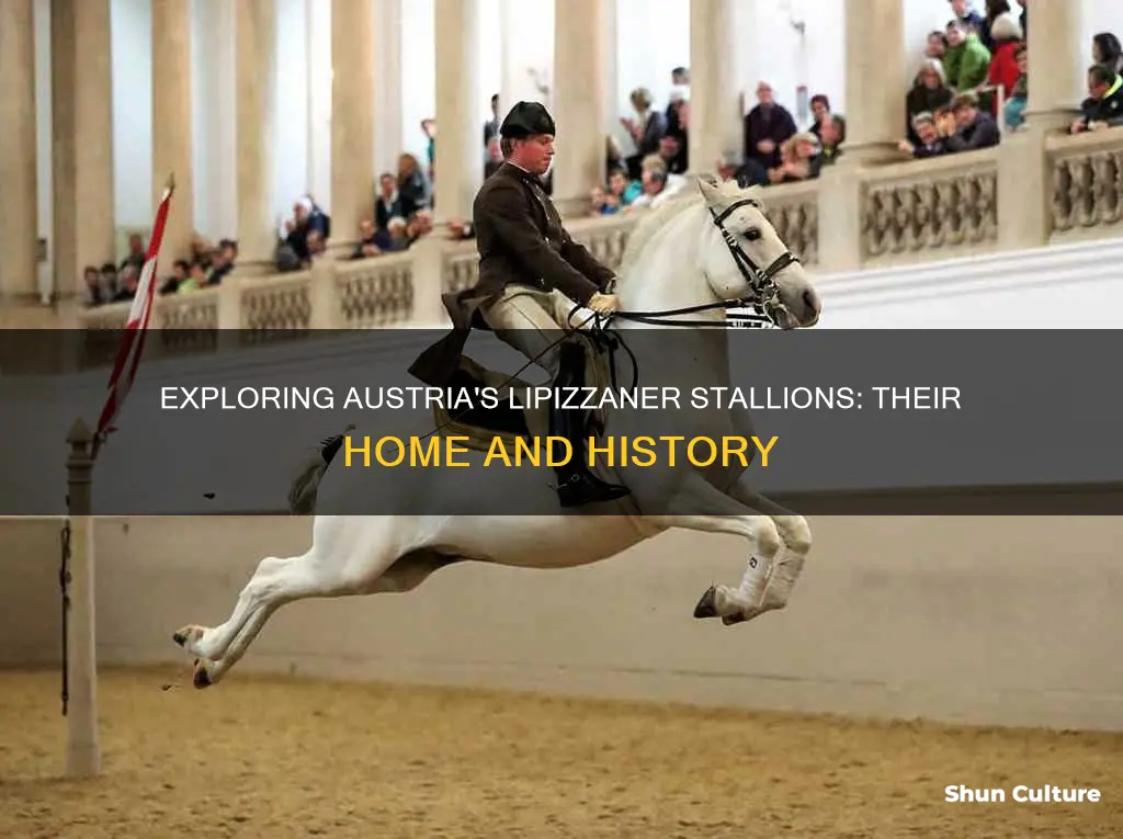 where are the lipizzaner stallions in austria
