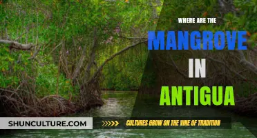 Exploring Antigua's Hidden Mangrove Forests: Locations and Conservation Efforts