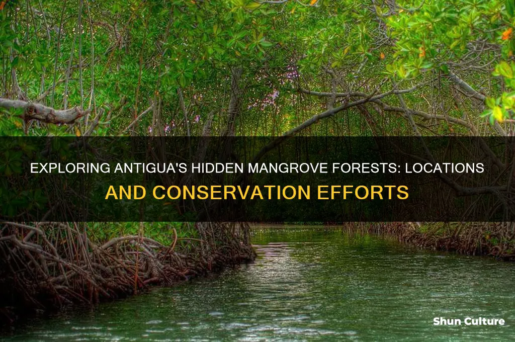 where are the mangroves in antigua