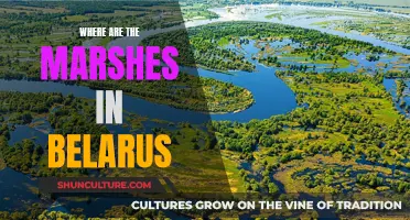 Marshes of Belarus: A Natural Wonder's Location