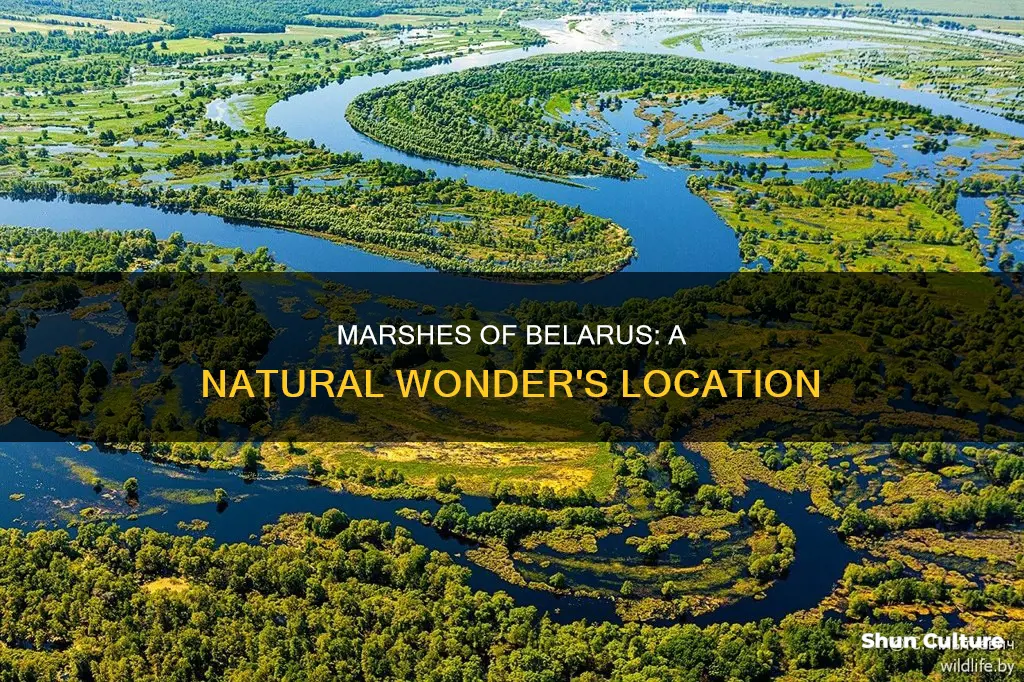 where are the marshes in belarus