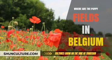 Discovering Belgium's Poppy Fields: A Guide to Their Location