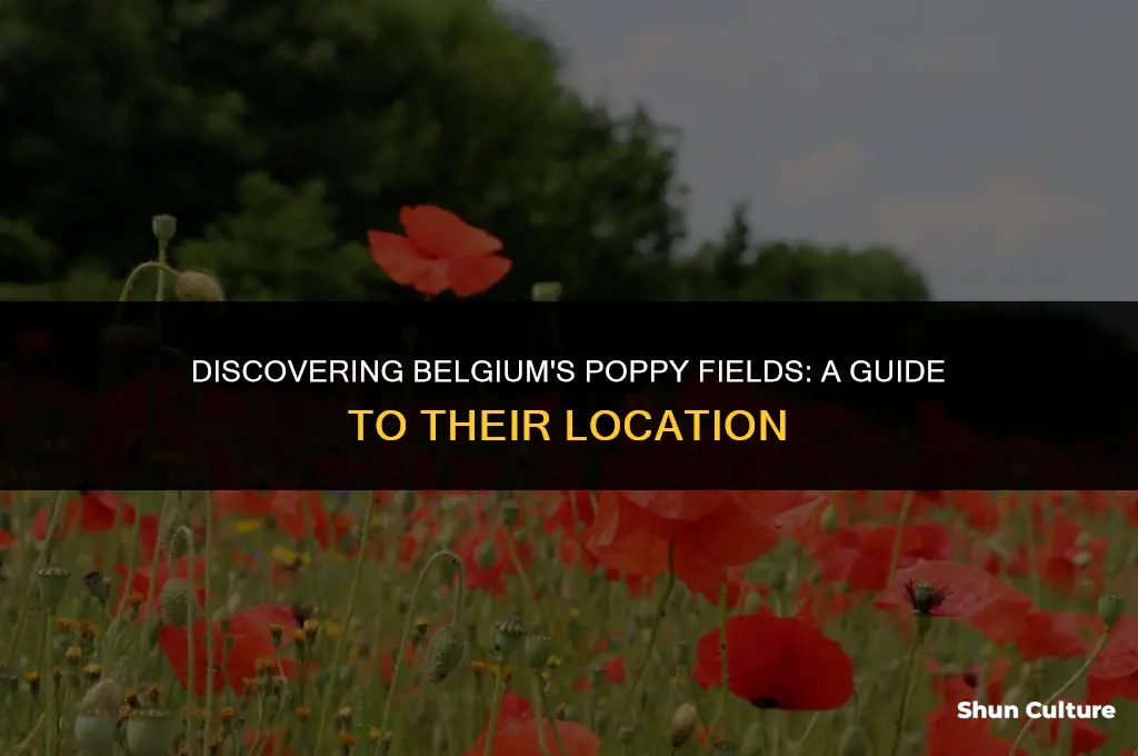 where are the poppy fields in belgium