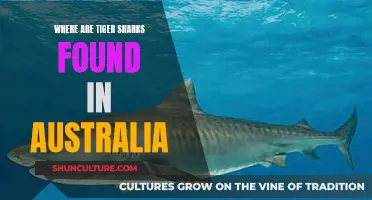 Tiger Shark Sightings in Australia: Where Are They Found?