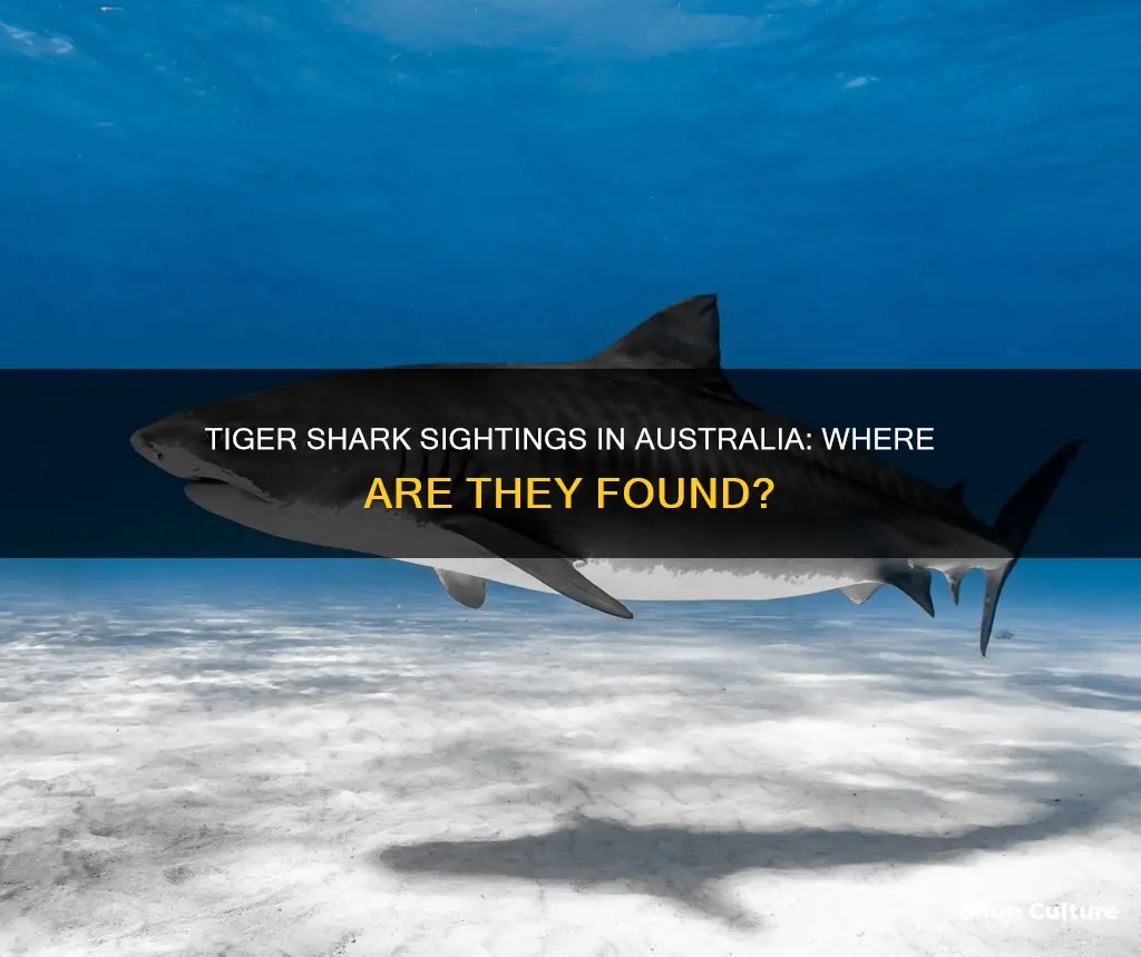 where are tiger sharks found in australia