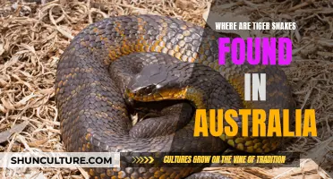 Tiger Snake Habitats: Exploring Australia's Snake Dens