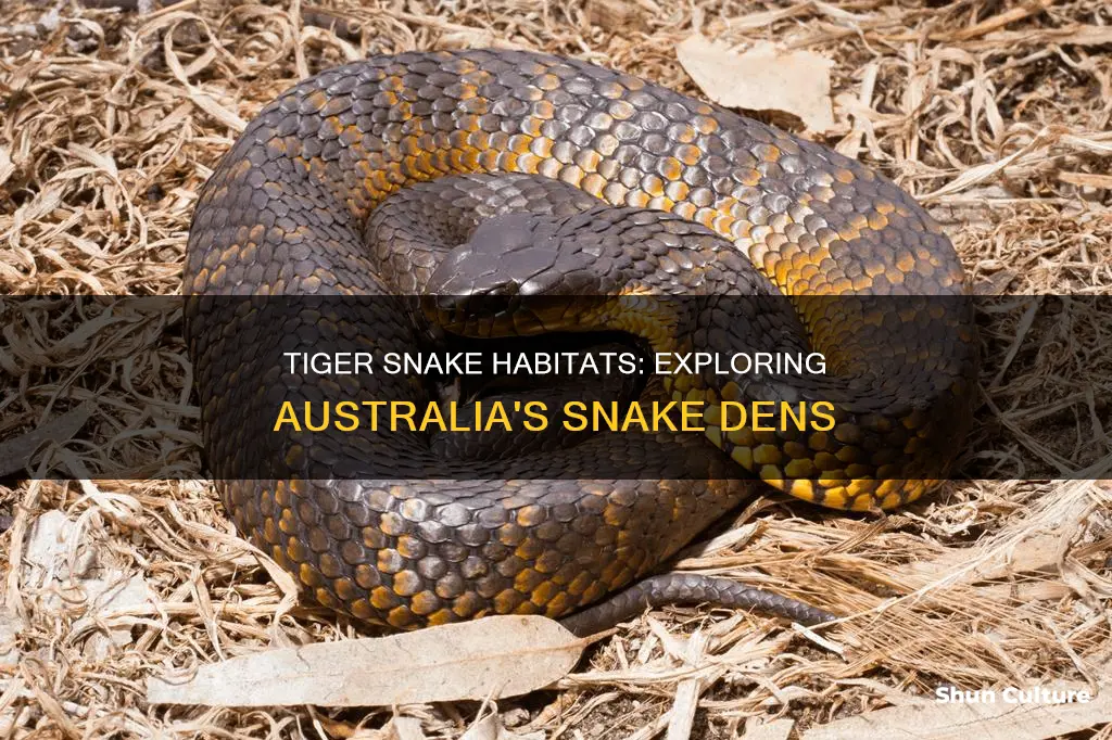 where are tiger snakes found in australia