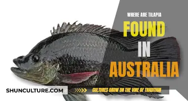 Tilapia in Australia: Natural Habitats and Locations