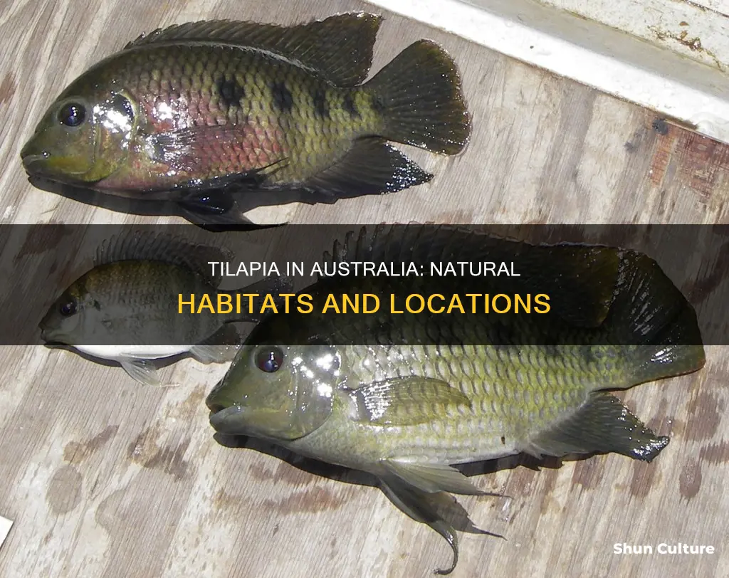 where are tilapia found in australia
