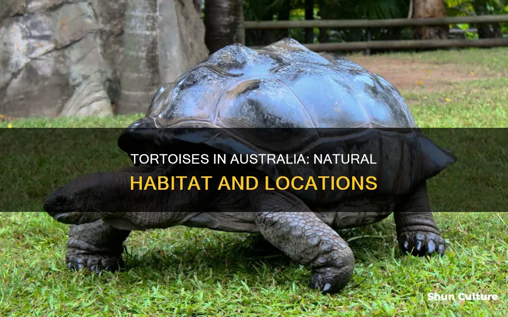 where are tortoises found in australia