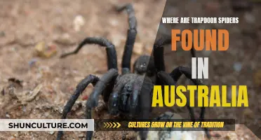 Trapdoor Spiders: Their Unique Australian Habitat Explored